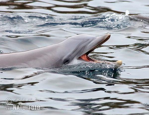 Dolfin Hidung Botol