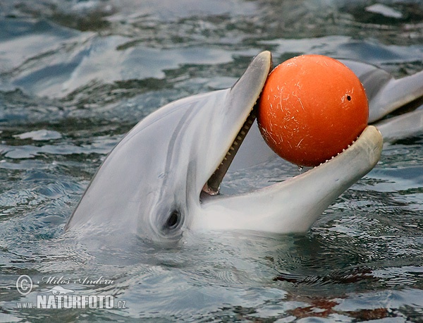 Dolfin Hidung Botol