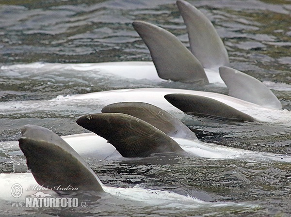 Dolfin Hidung Botol