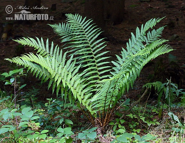 Dryopteris filix-mas