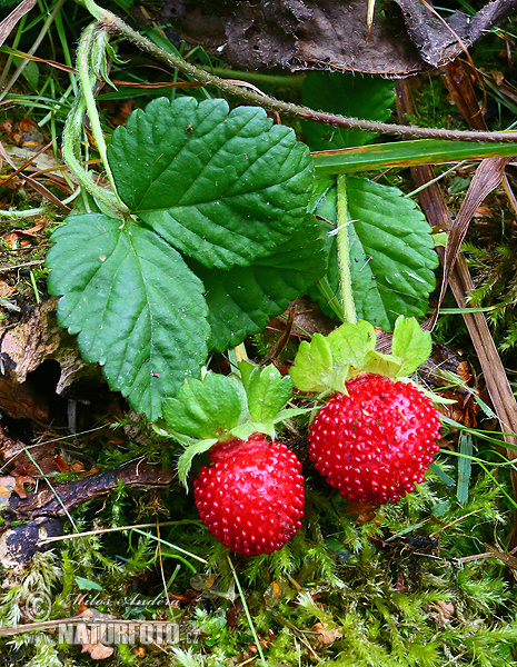 Duchesnea indica