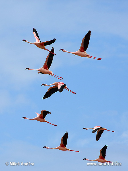 Dvergflamingo