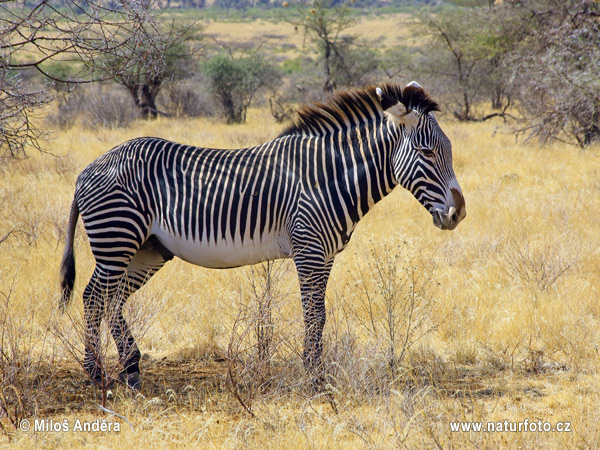 Dykuminis zebras