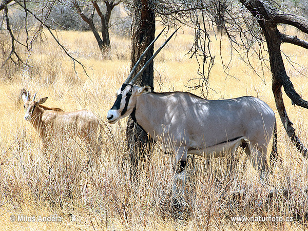 East African oryx (Oryx beisa)