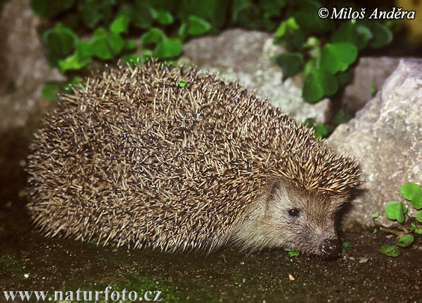 Eastern Hedgehog (Erinaceus roumanicus)