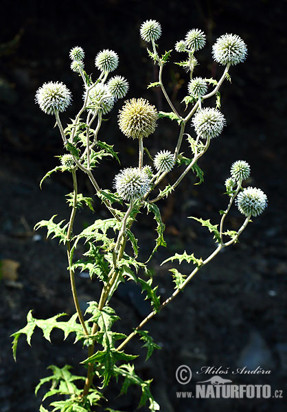 Echinops sphaerocephalus