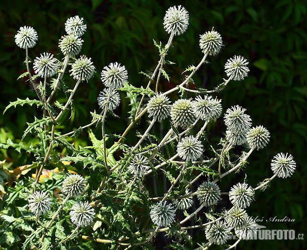 Echinops sphaerocephalus