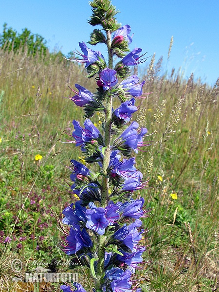 Echium vulgare