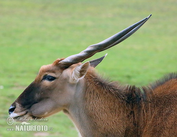 Eland antilopa