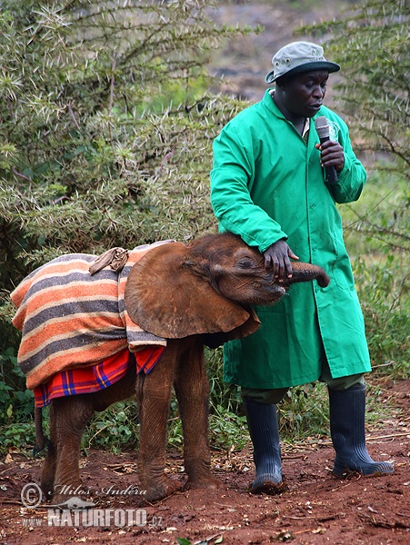 Elefant africà de sabana