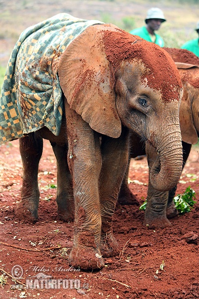 Elefant africà de sabana