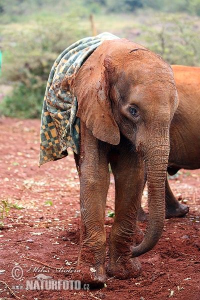 Elefant africà de sabana