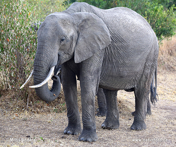 Elefante africano