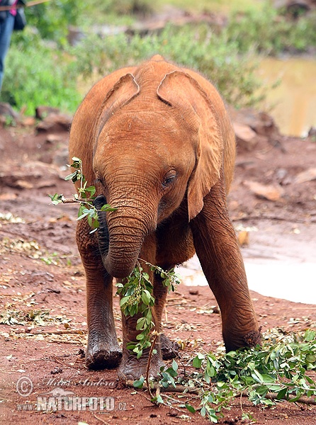 Elefante africano de sabana