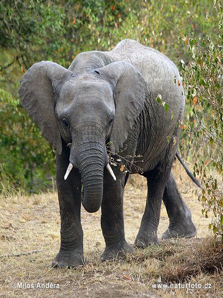 Elefante africano de sabana