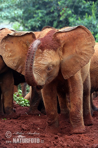 Elefante africano de sabana