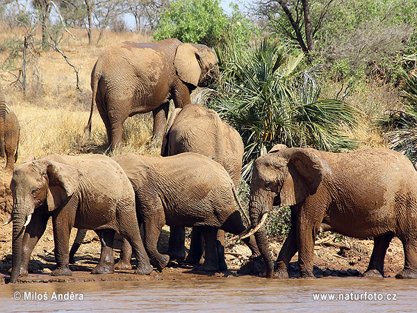 Elefante africano de sabana