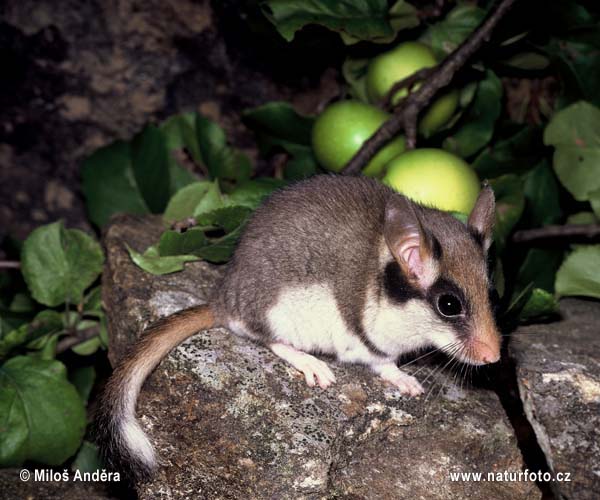 Eliomys quercinus