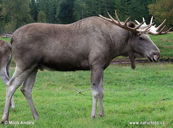 Elk, Moose (Alces alces)