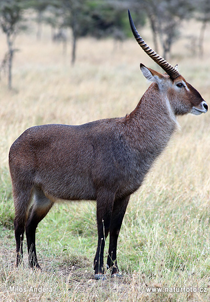 Ellipsvattenbock