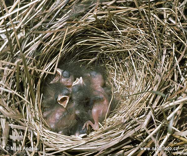 Emberiza schoeniclus