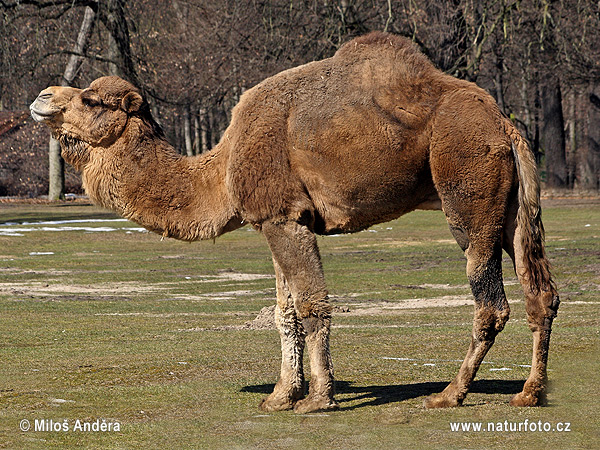 Enogrba kamela