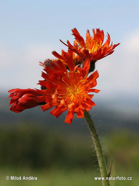 Épervière orangée