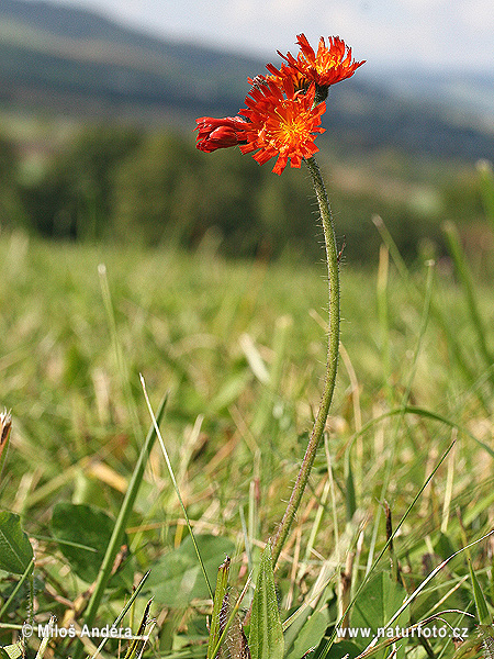 Épervière orangée