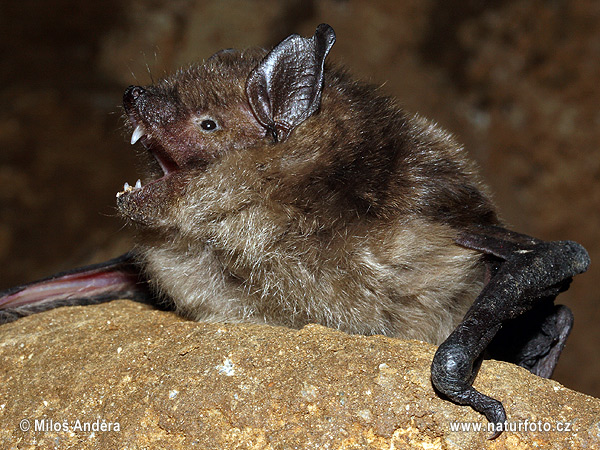 Eptesicus serotinus