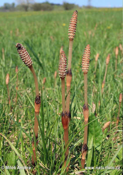 Equisetum arvense