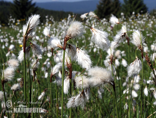 Eriophorum angustifolium