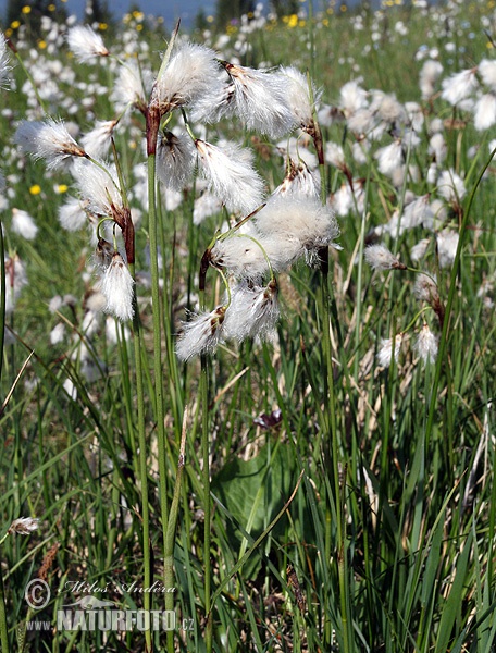 Eriophorum angustifolium