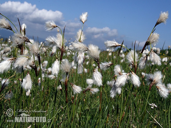 Eriophorum angustifolium