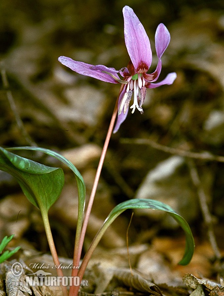 Erythronium dens-canis