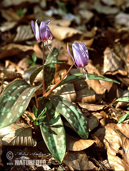 Erythronium dens-canis