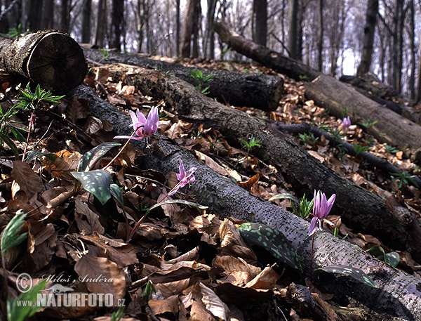 Erythronium dens-canis