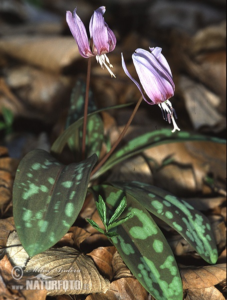 Erythronium dens-canis