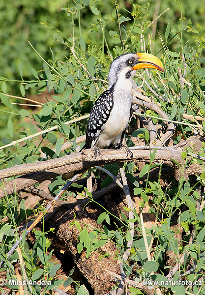 Ethiopische geelsnaveltok