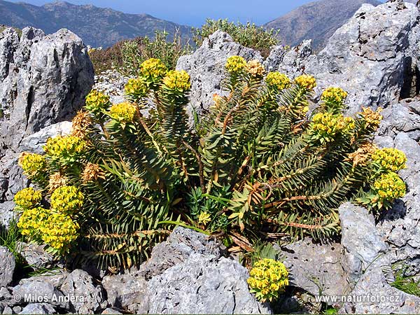 Euphorbe de Corse