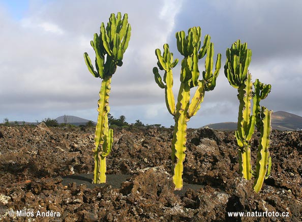 Euphorbia ingens