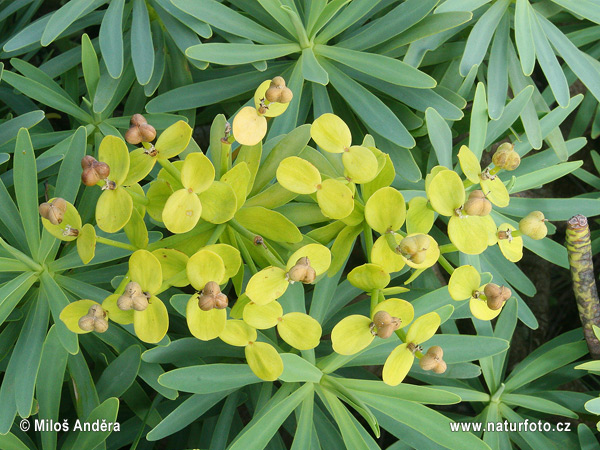 Euphorbia obtusifolia