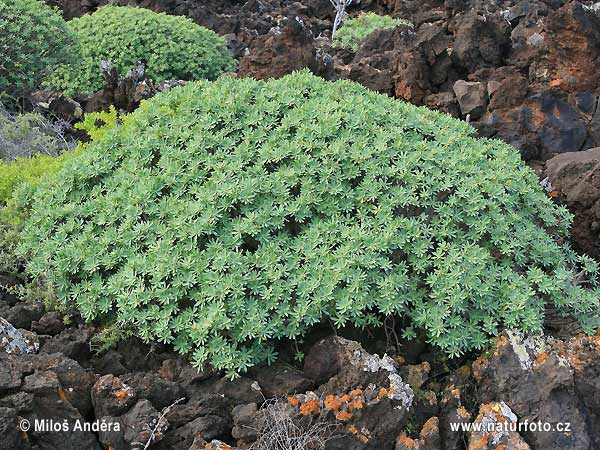 Euphorbia obtusifolia