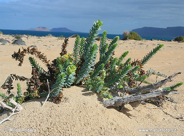 Euphorbia paralias