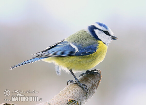 Eurasian blue tit (Cyanistes caeruleus)