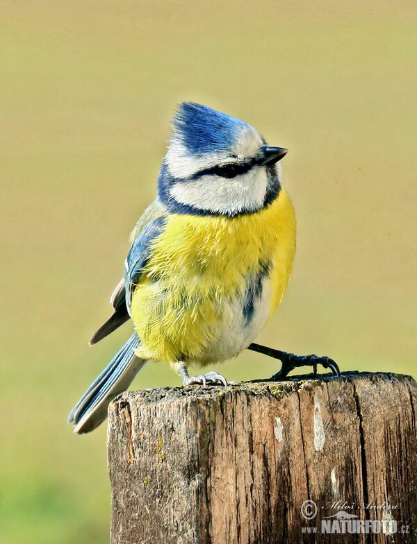 Eurasian blue tit (Cyanistes caeruleus)