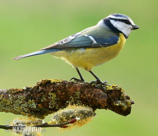 Eurasian blue tit (Cyanistes caeruleus)