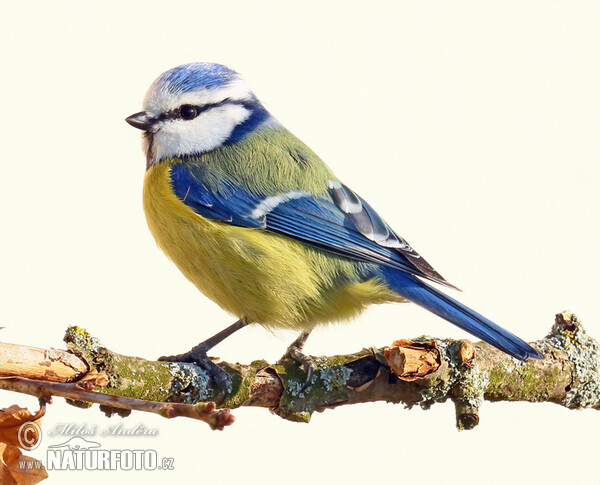 Eurasian blue tit (Cyanistes caeruleus)