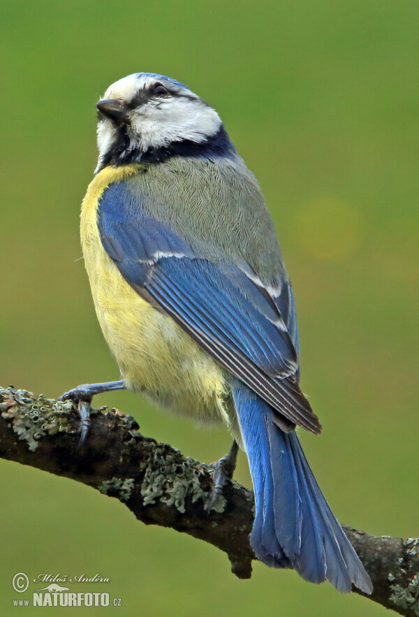 Eurasian blue tit (Cyanistes caeruleus)