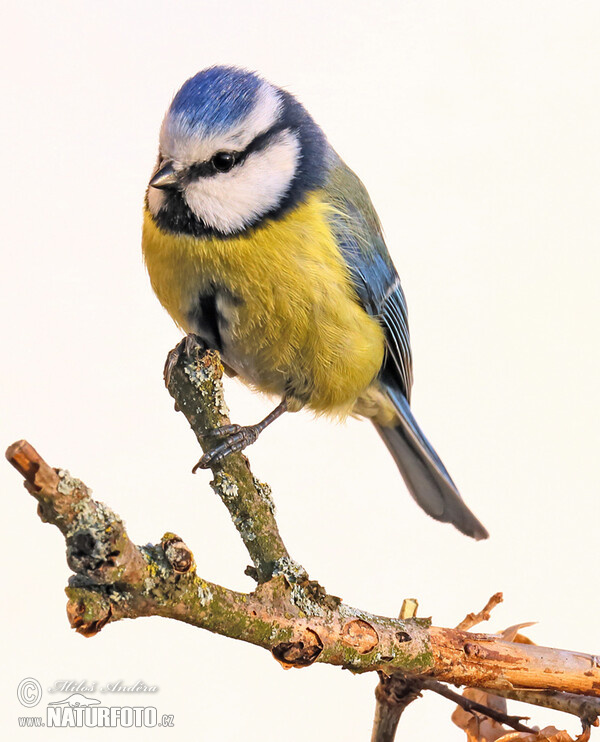 Eurasian blue tit (Cyanistes caeruleus)