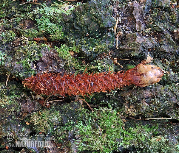 Eurasian red squirrel, Red squirrel (nibbled spruce cones) ()
